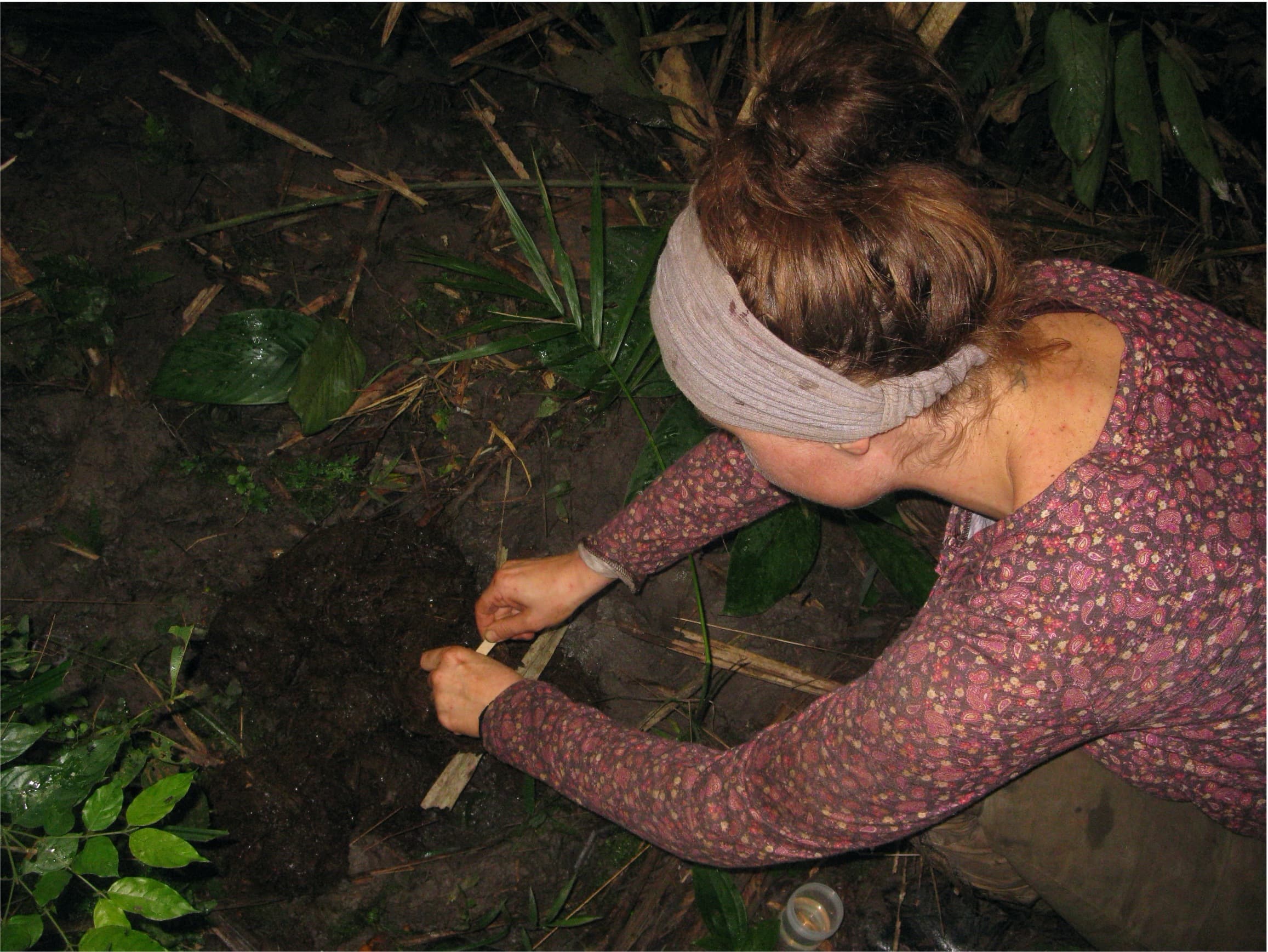 Sběr sloního trusu